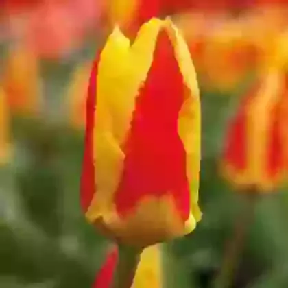 Stresa